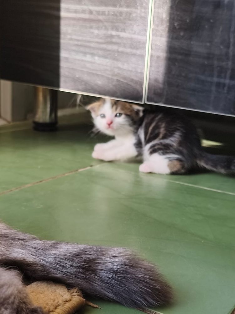 Котята 4 вислоухие . Мать чистая отец нет