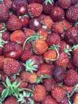 Продам клубнику без химии