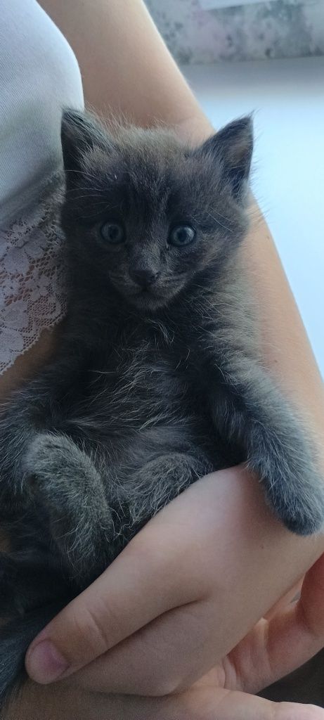 Котята домашние!