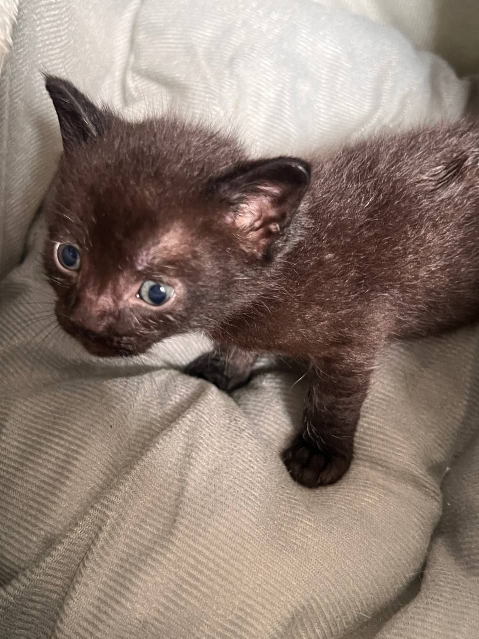 Отдадим котят в добрые руки