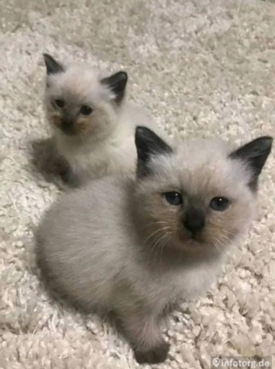 Котёнок порода сиамская