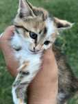 Тегін мысық марғауы ! Котенка бесплатно!