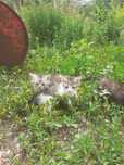Котята больше месяца