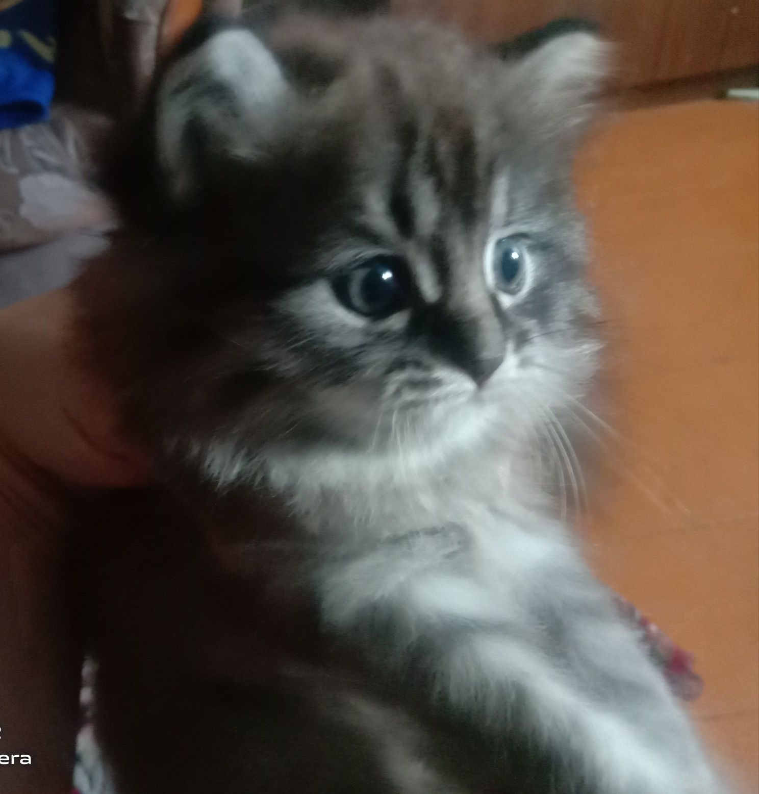 Отдам в добрые руки котенка