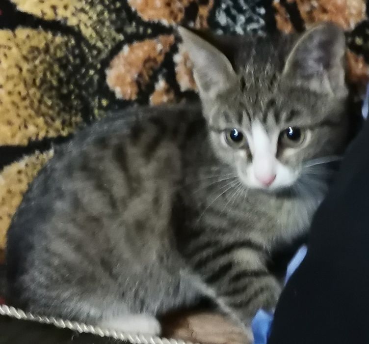 Кошечка  котенок  в добрые руки