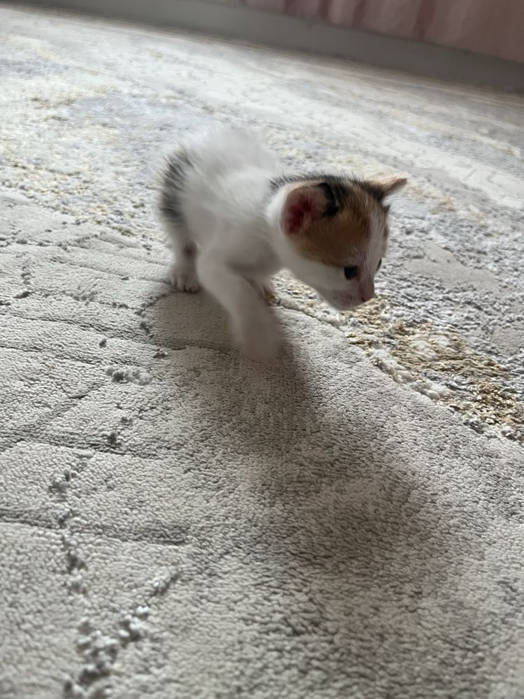 Отдаю котят в добрые руки