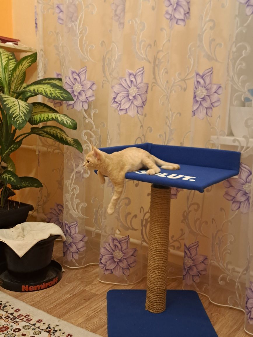 Отдам в хорошие руки