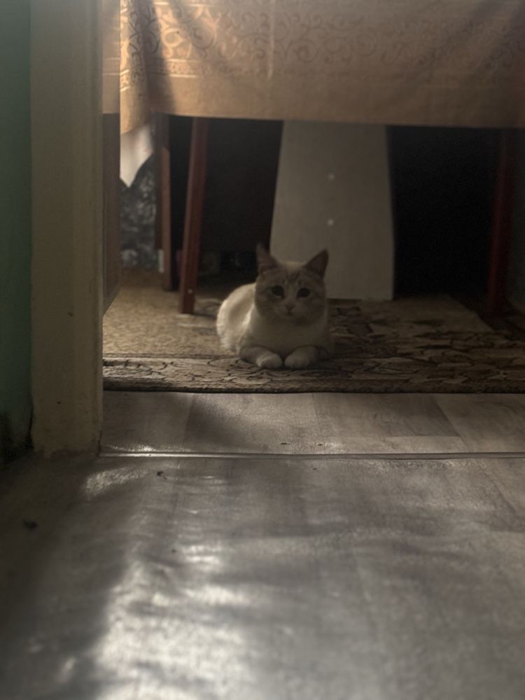 Продам тайского кота