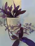 Традесканция Паллида (Tradescantia Pallida)