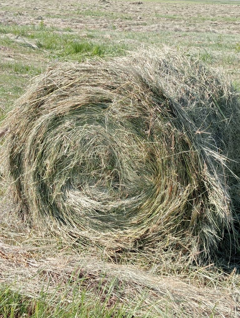 Продам свежее, зелёное сено.