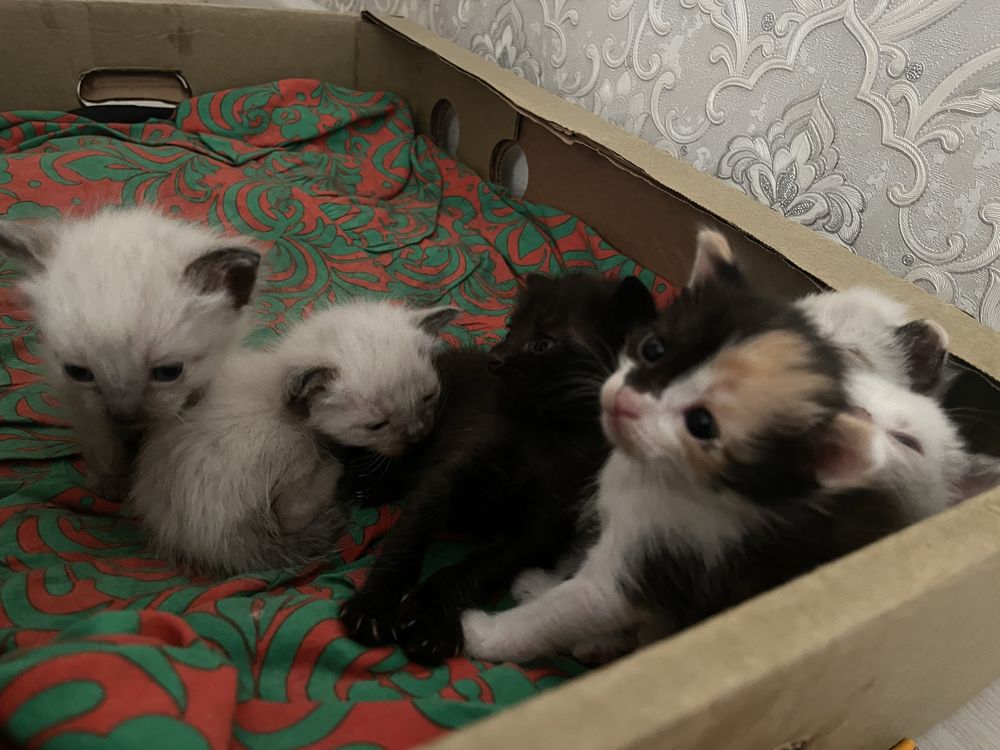 Котята ласковые, игривые по хорошей цене