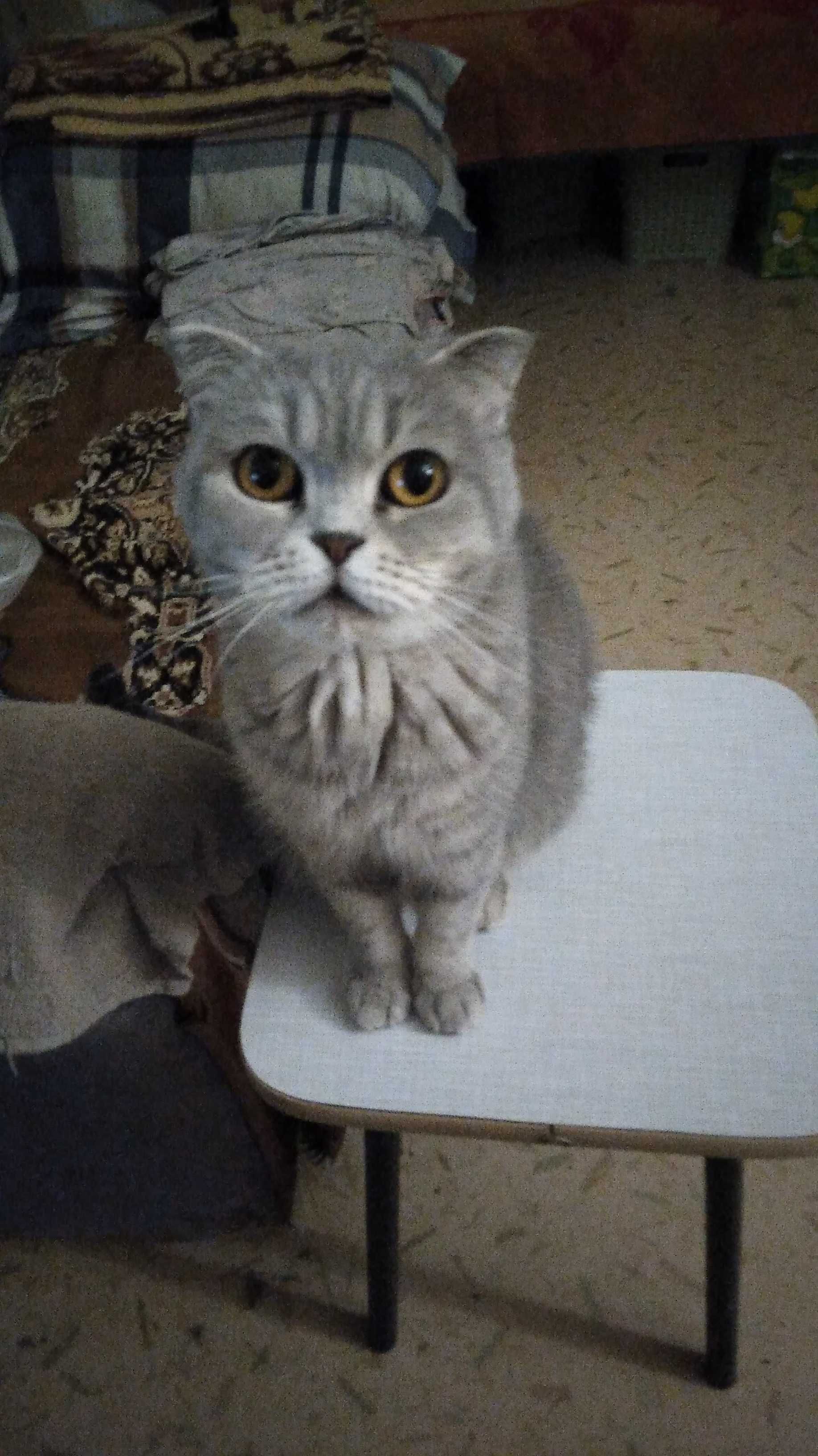 Шотландская вислоухая кошка - ско́ттиш-фолд (Scottish Fold)  МОТЯ