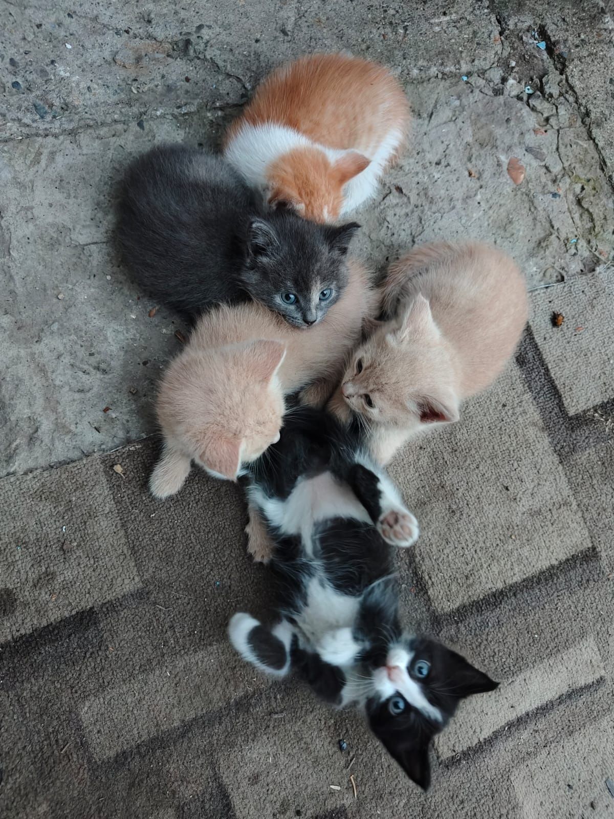 Отдам котят в хорошие руки