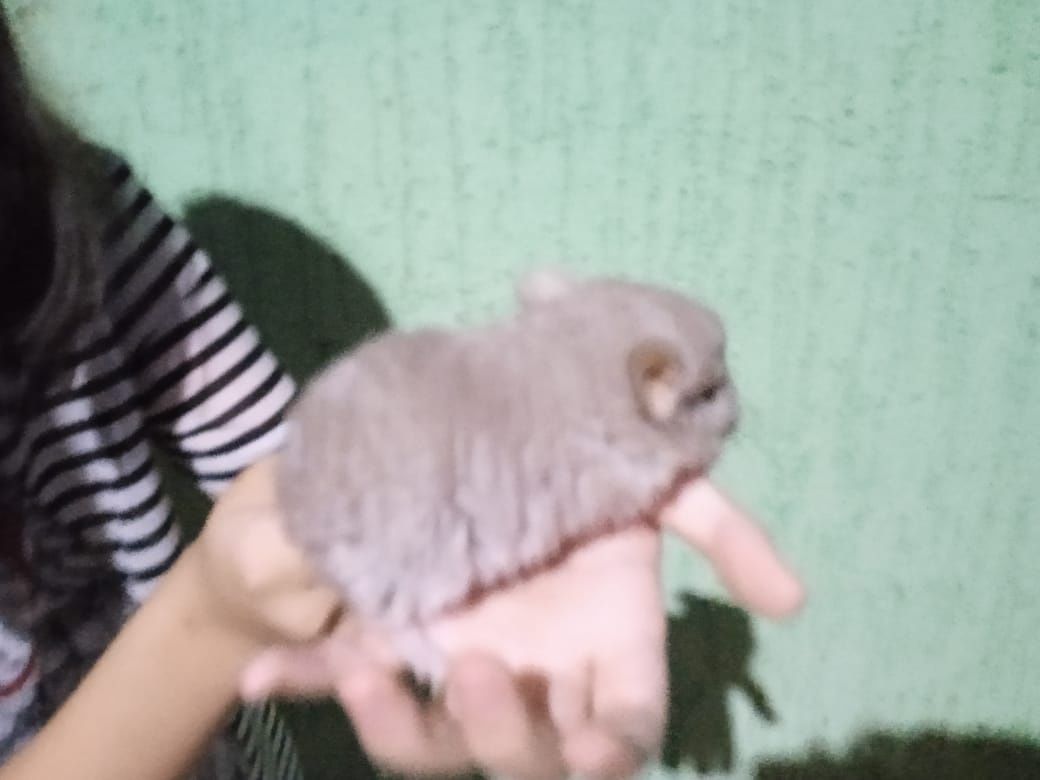 продам шиншилл 1 годик