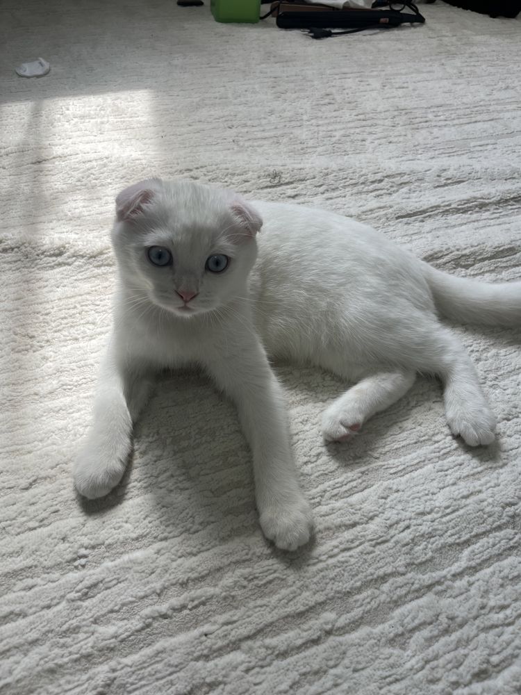 Шотландский вислоухий котёнок