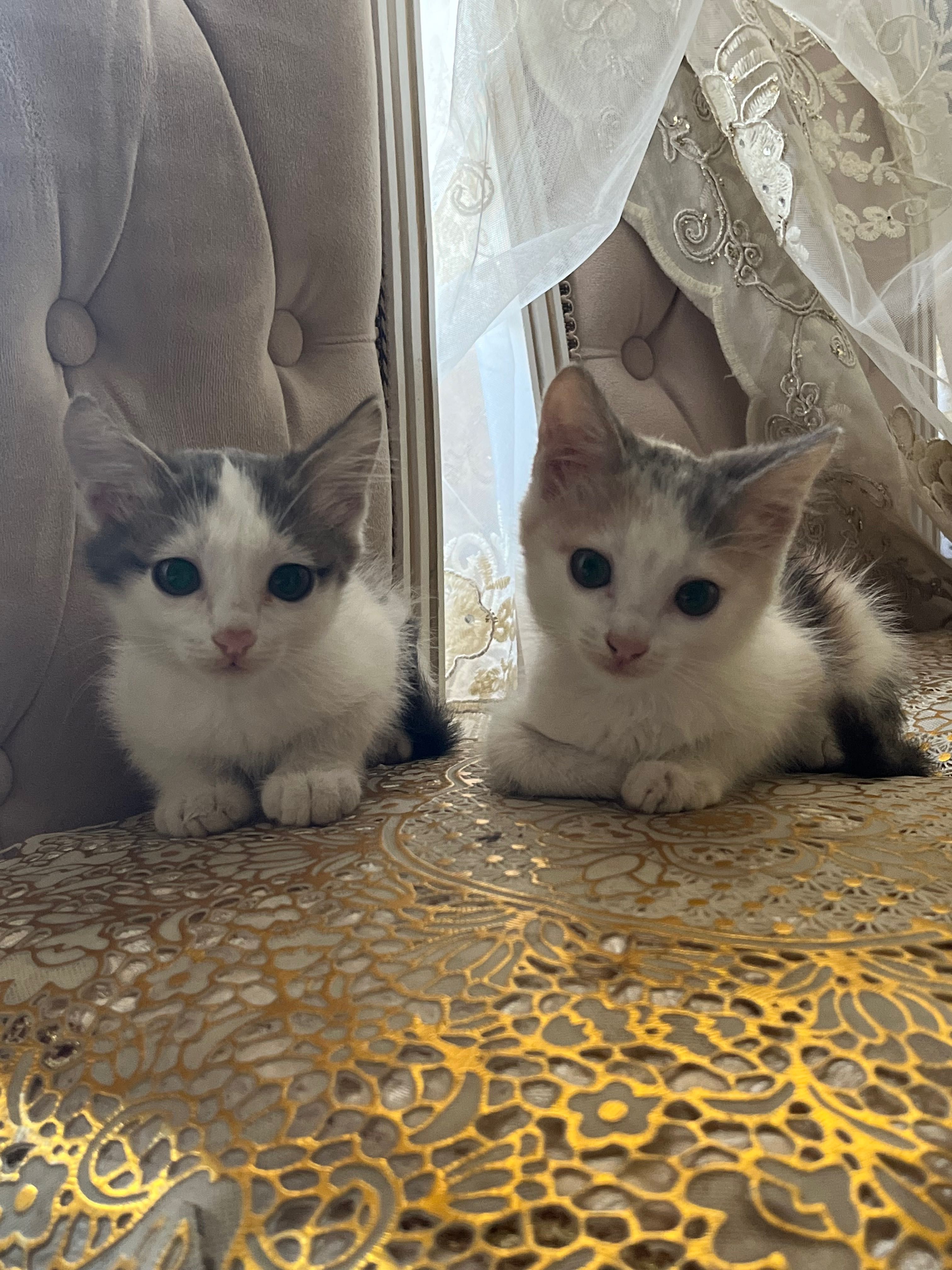 Отдам котят в хорошие руки