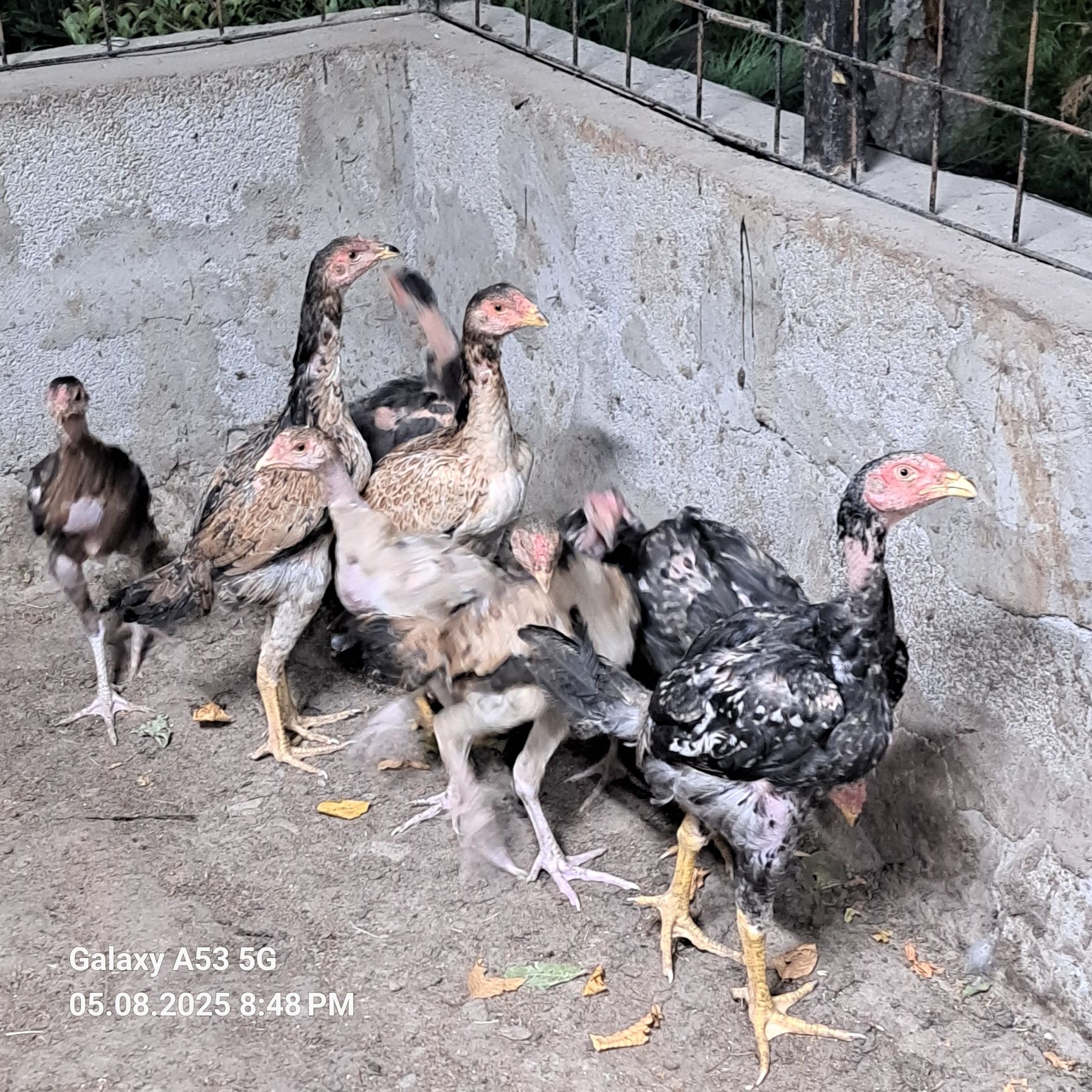 Продам семью Даканов