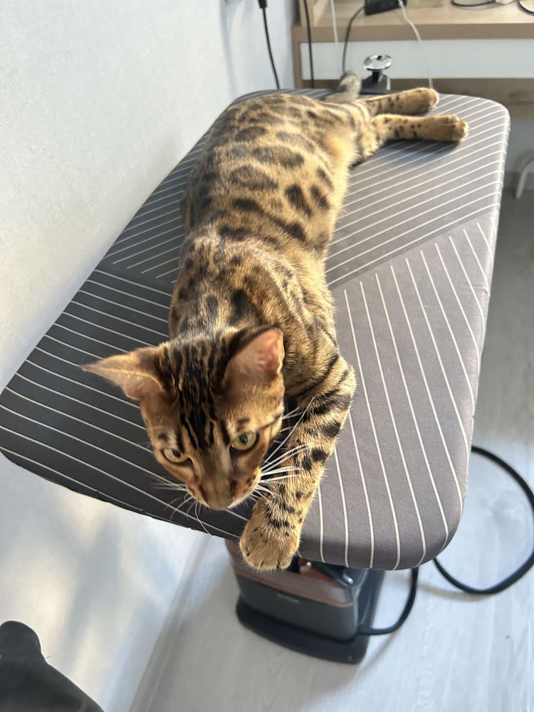Отдам в добрые руки бенгальскую кошку