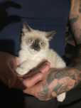 Котенок мальчик ищет дом ! Костанай! Привезем!