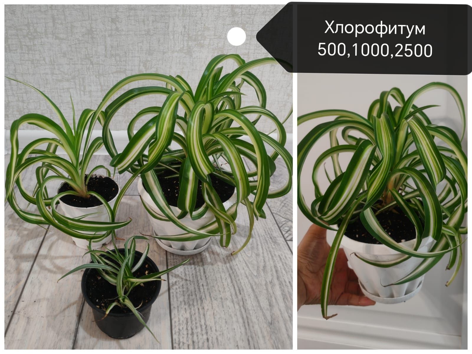 Бөлме гүлдері. Район Компоселок