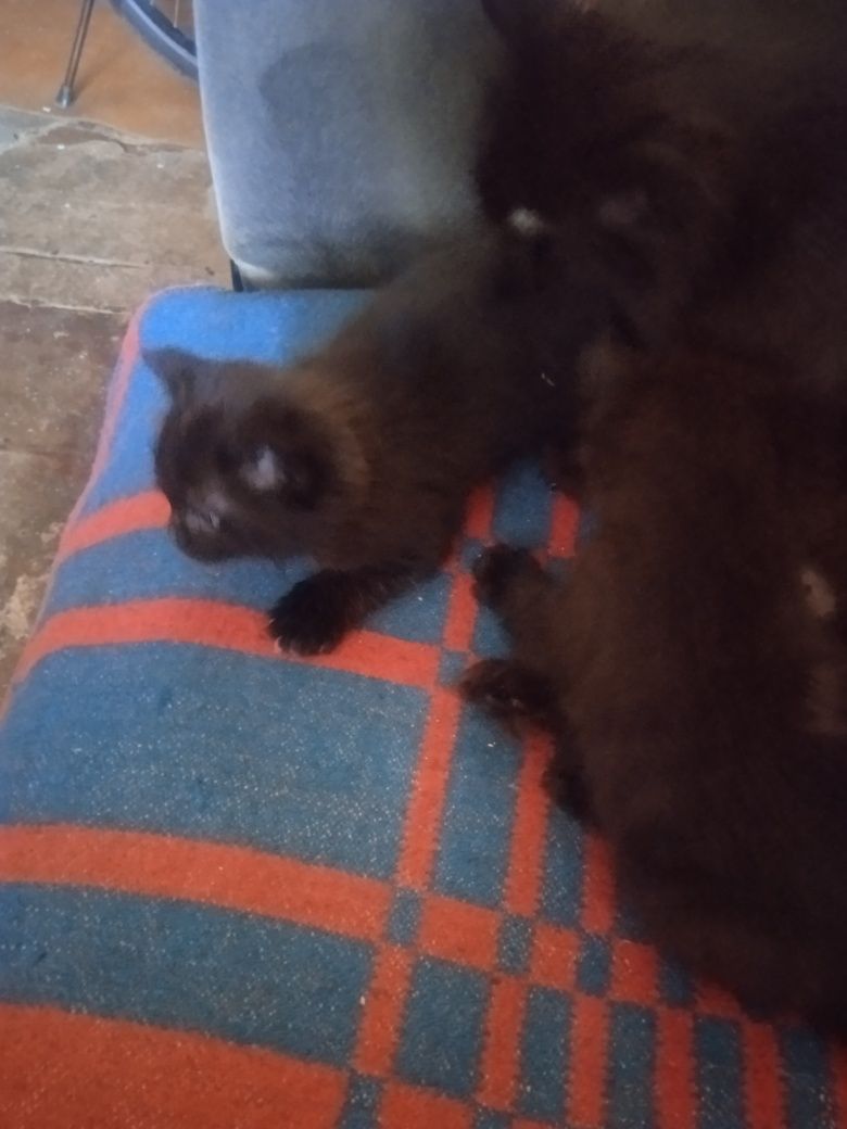 Отдам котяток в добрые руки