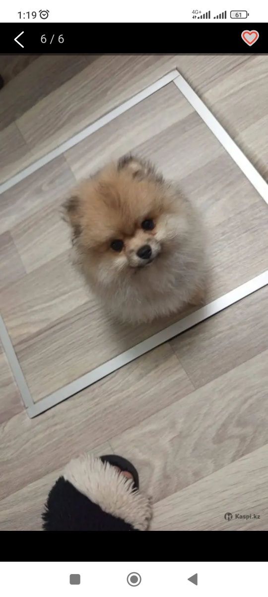 Шпиц щенки 3 месяца