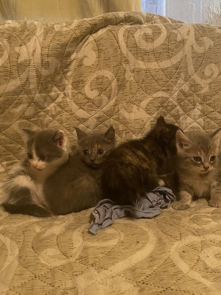 Отдам котят бесплатно