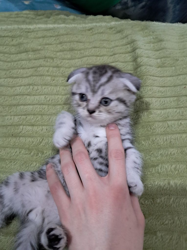 Продам вислоухих котят! Кушают уже сами, приучены к лотку