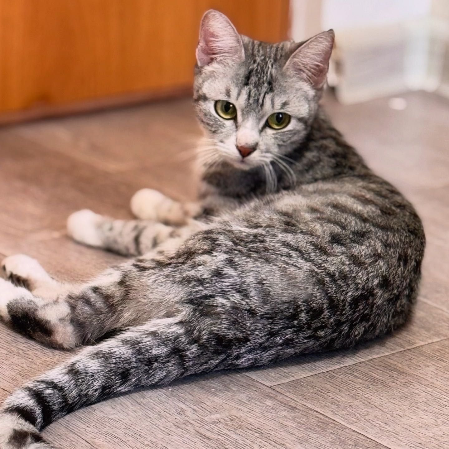 Ласковая кошка ищет дом