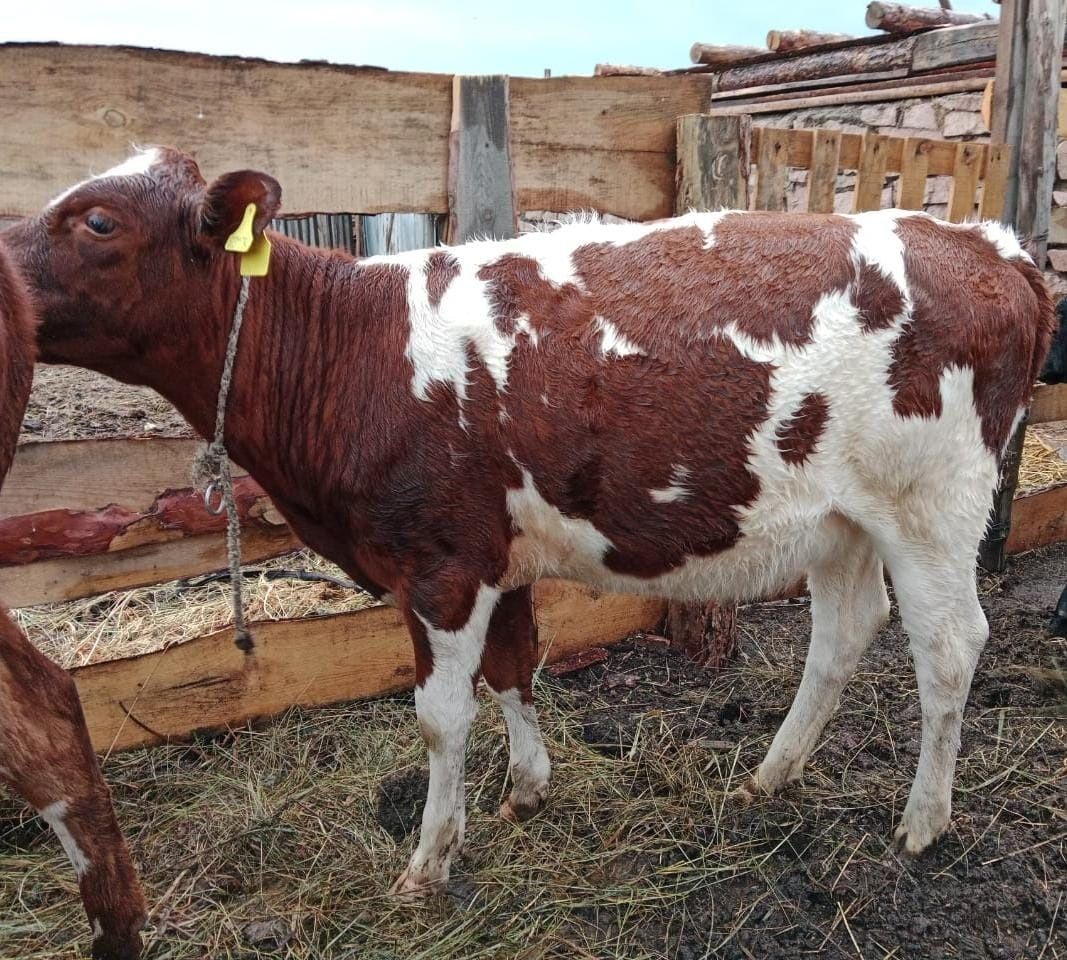 Продам телят, бұзаулар сатылады