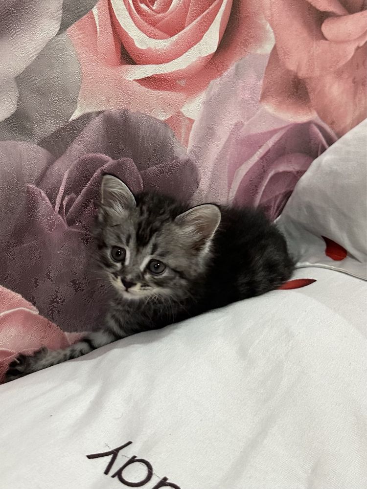 Котенок скотиш страйд