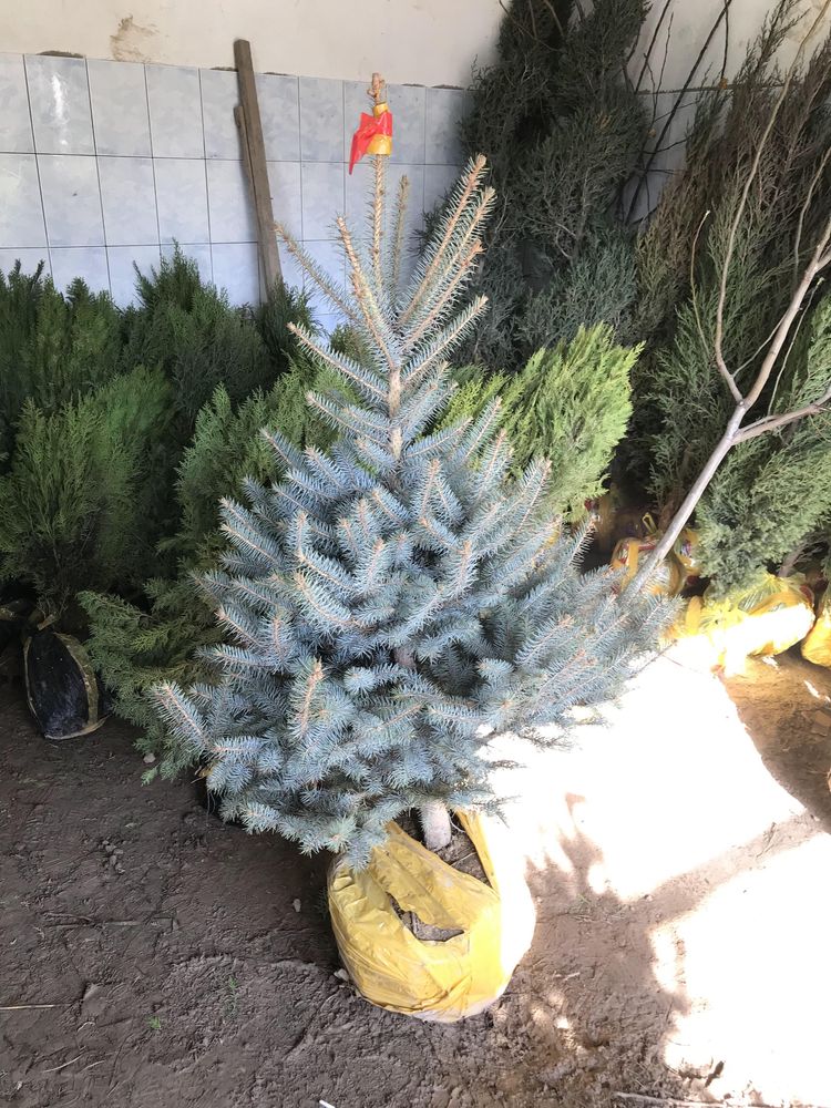 Можжевельник Сосна Туя Ёлка Юка Саженцы Живой изгородь Роза тополь