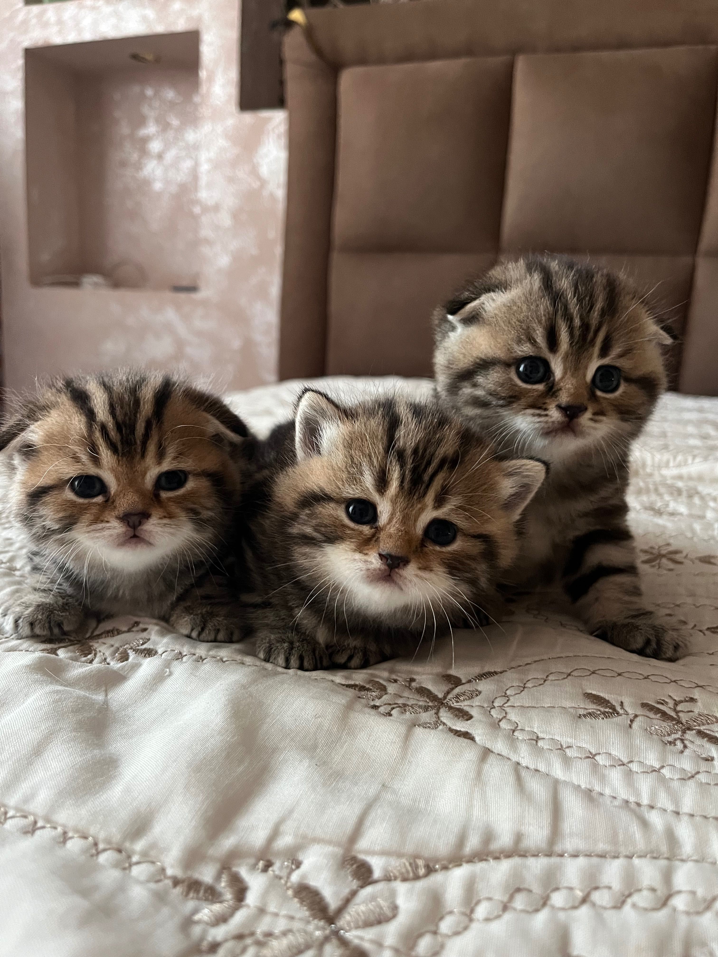 Котята скотиш страйт и фолд