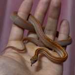 Маисовый полоз морфа - «Hypo Tessera Motley»