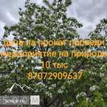 сдаю дачу на прокат