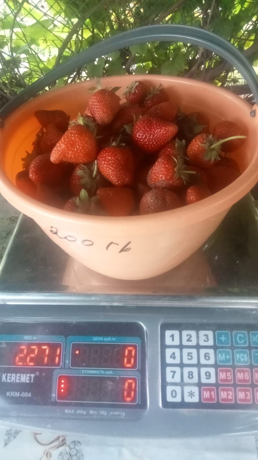 Клубника. Домашняя.