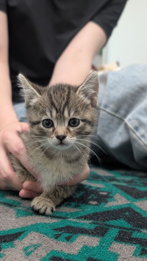 Котенок в хорошие руки(девочка)