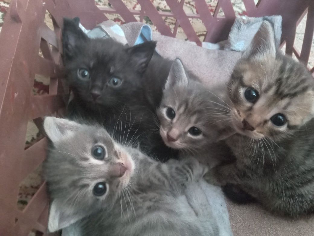 Котята-бесплатно