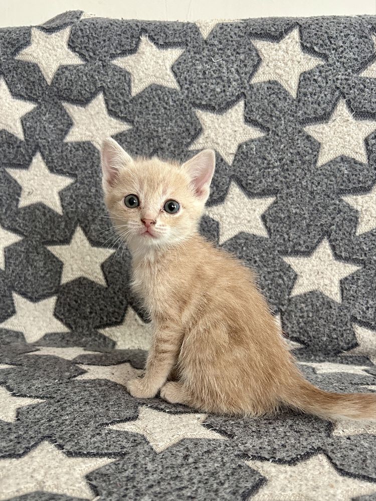 Котенок котята британская