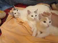На счастье! КотЯтки домашние
