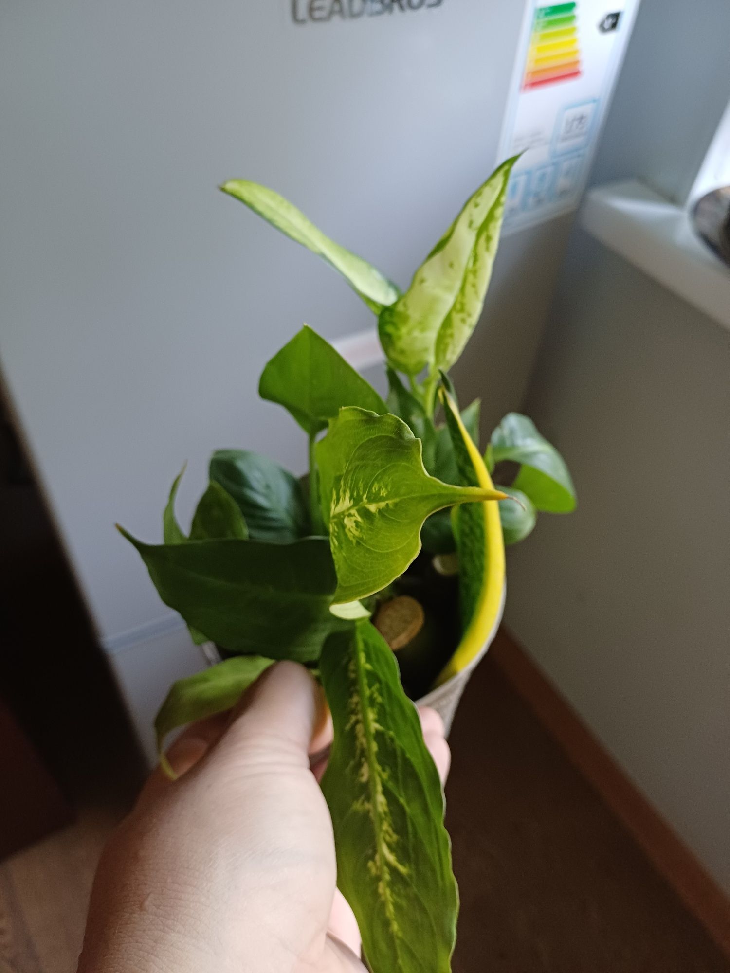 Комнотные цветы цветы