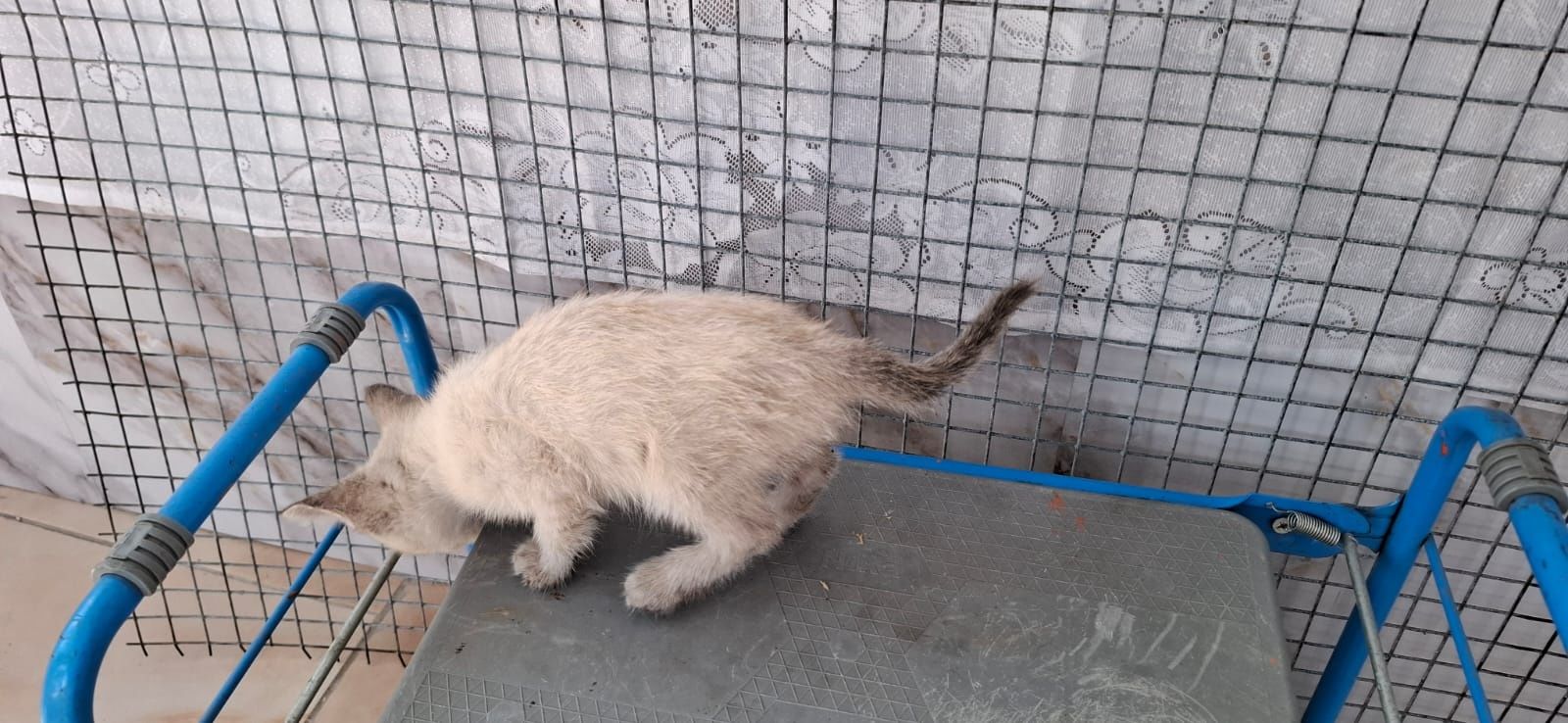 Котёнок девочка с голубыми глазками