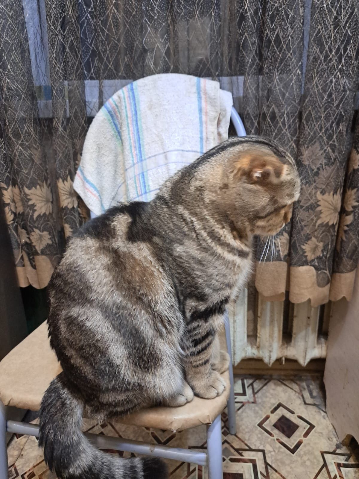 Вязка красивого котика