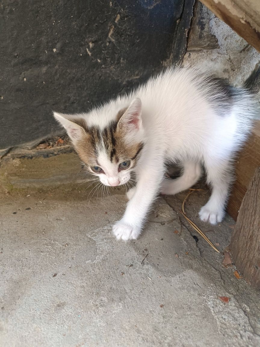 Котенок, котята, котики