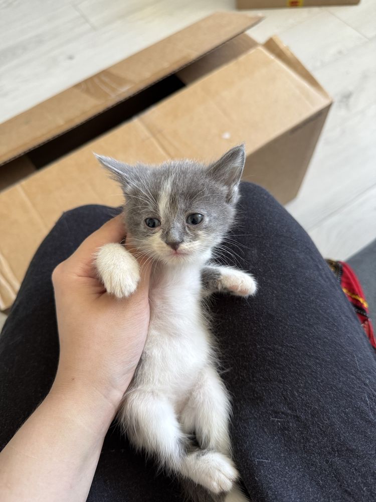 Отдам котят в хорошие и ответсвенные руки