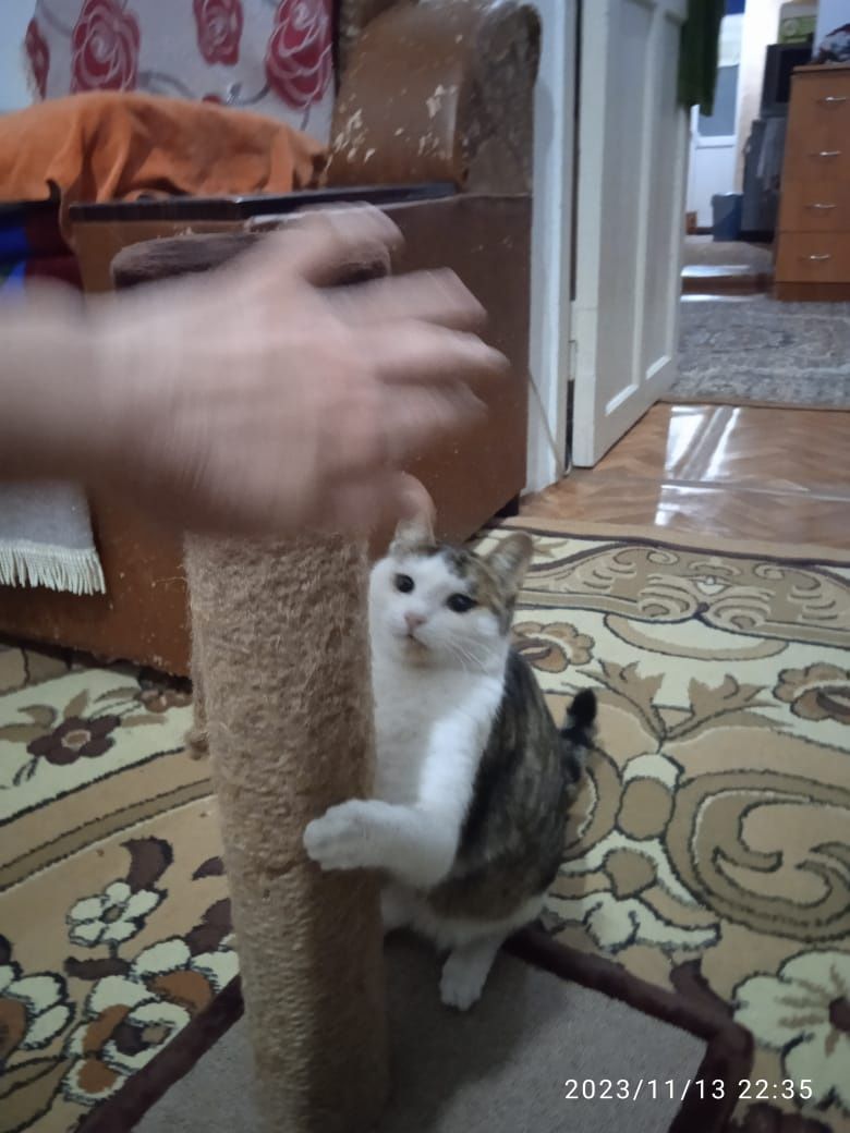 ФЕЛИКС для кошек !!!