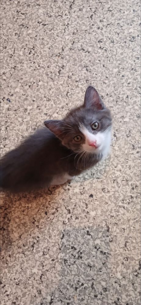 Отдам кошку и котят