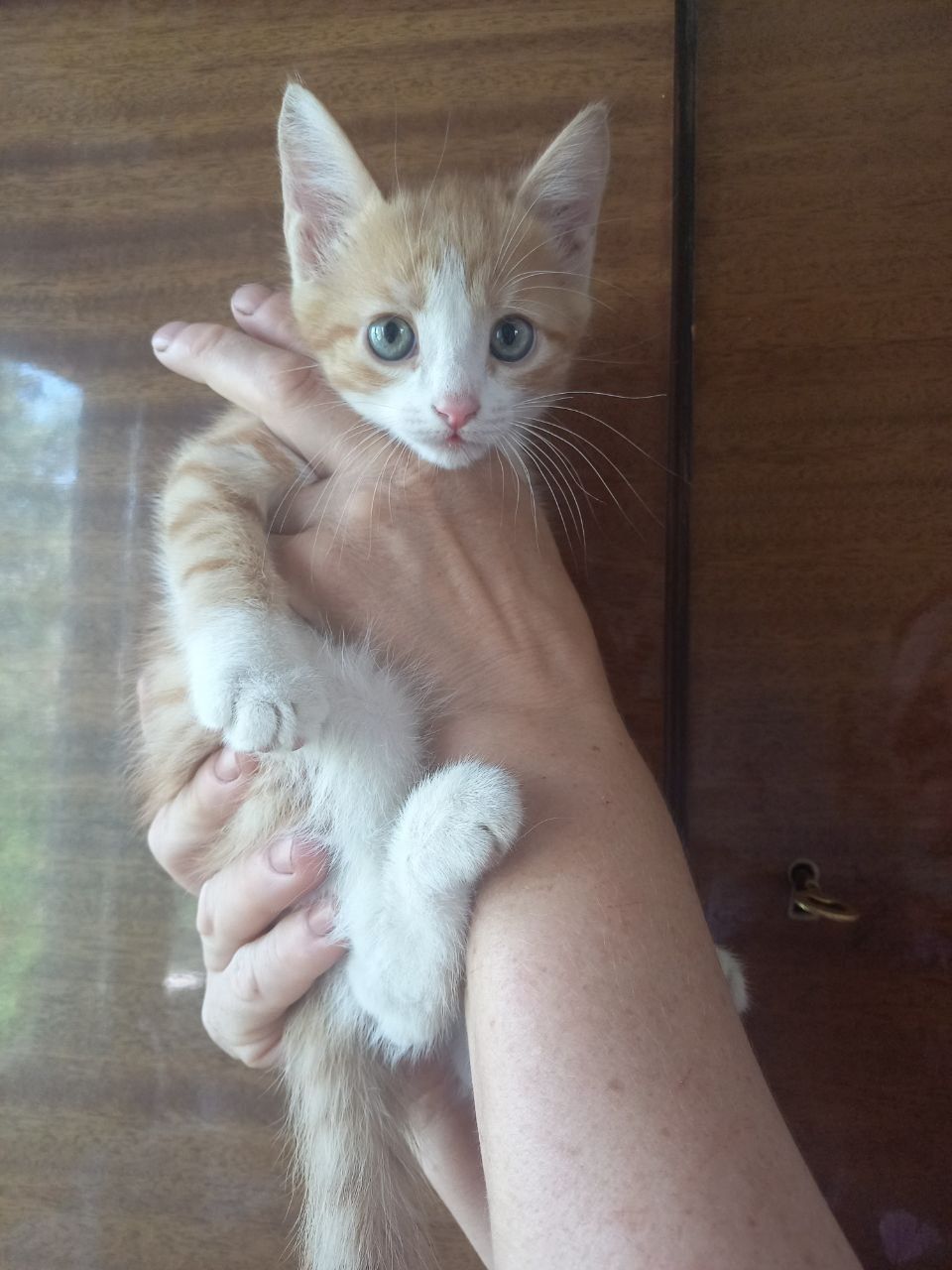 СРОЧНО Котята в добрые руки