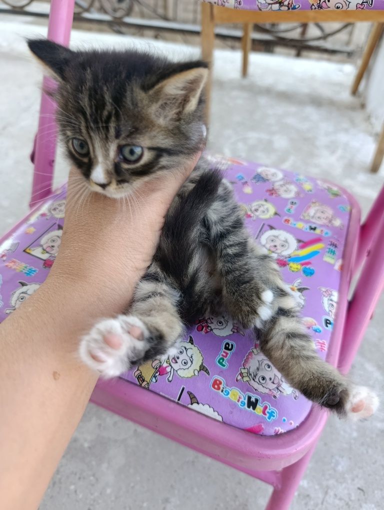 Котята сиамские и тигровый в хорошие руки