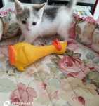 Котёночек в лучшие руки.